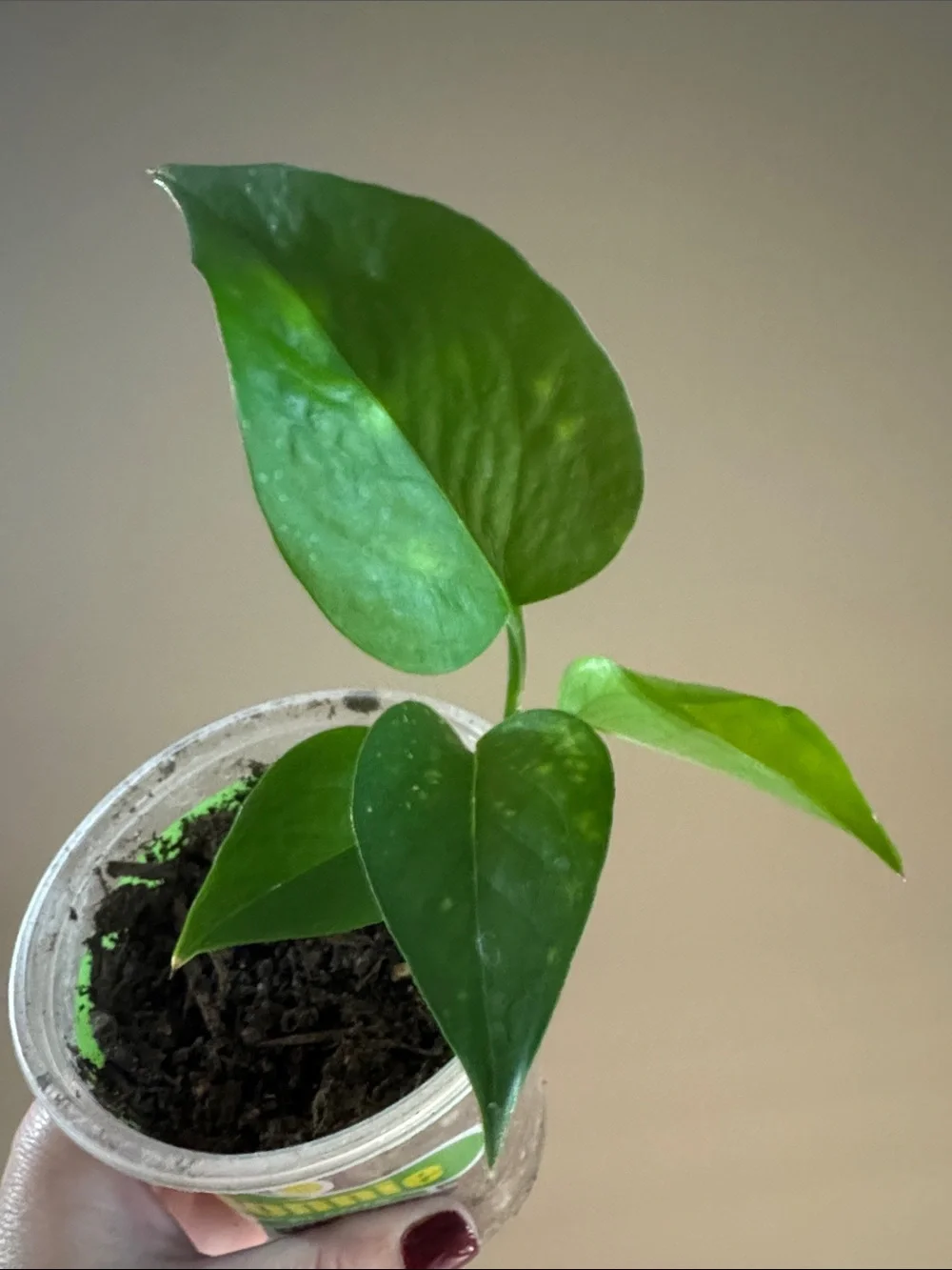 Pothos Plant- (Epipremnum aureum) 🌱
